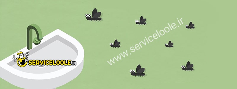 برای از بین بردن مگس ریز توالت ، پشه ریز توالت، مگس فاضلاب ، مگس ریز دستشویی